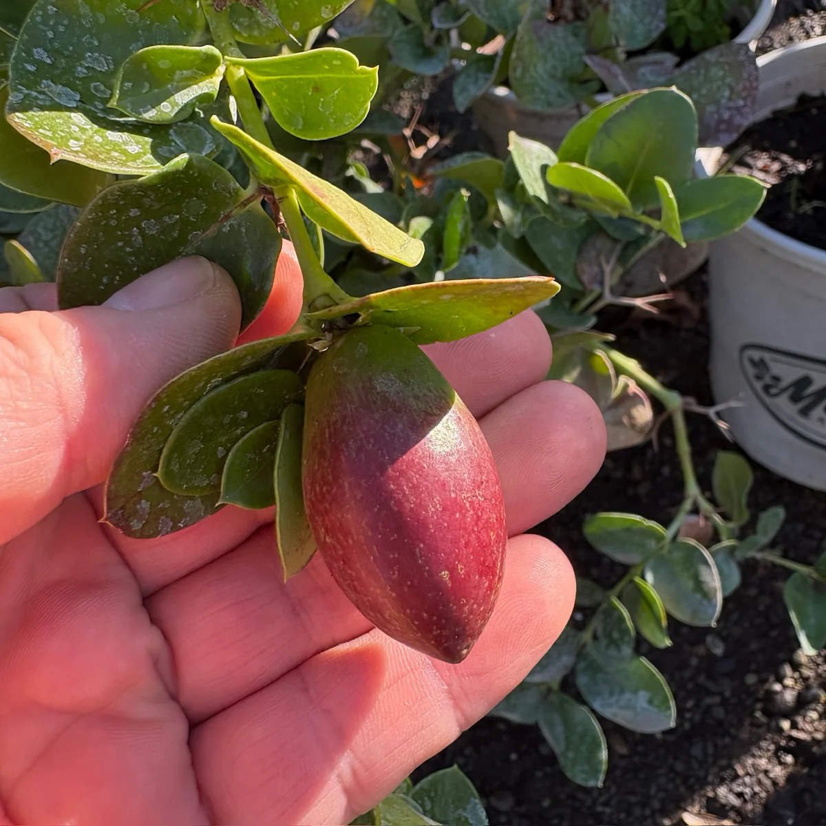 Tuttle Natal Plum - Image 1
