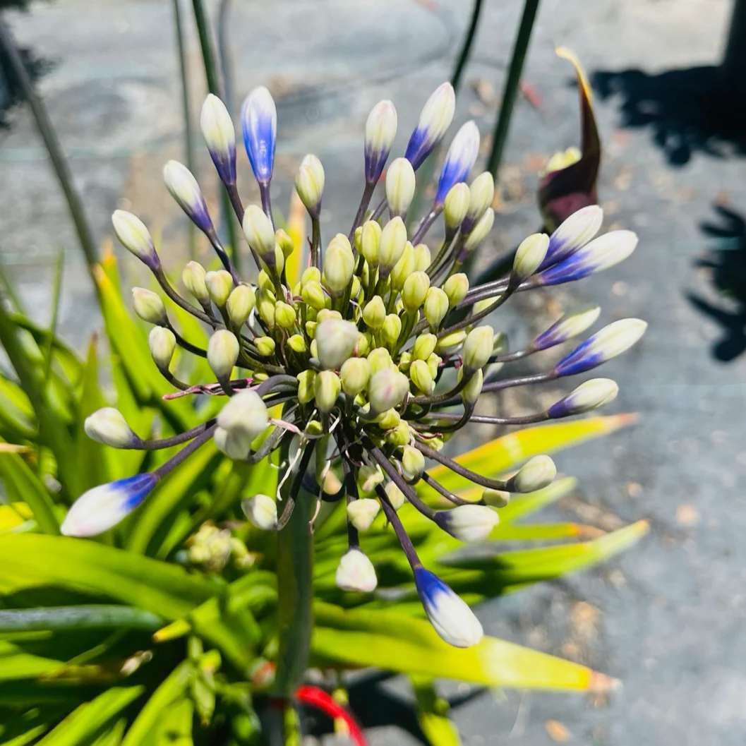 Twister Lily of the Nile - Image 1