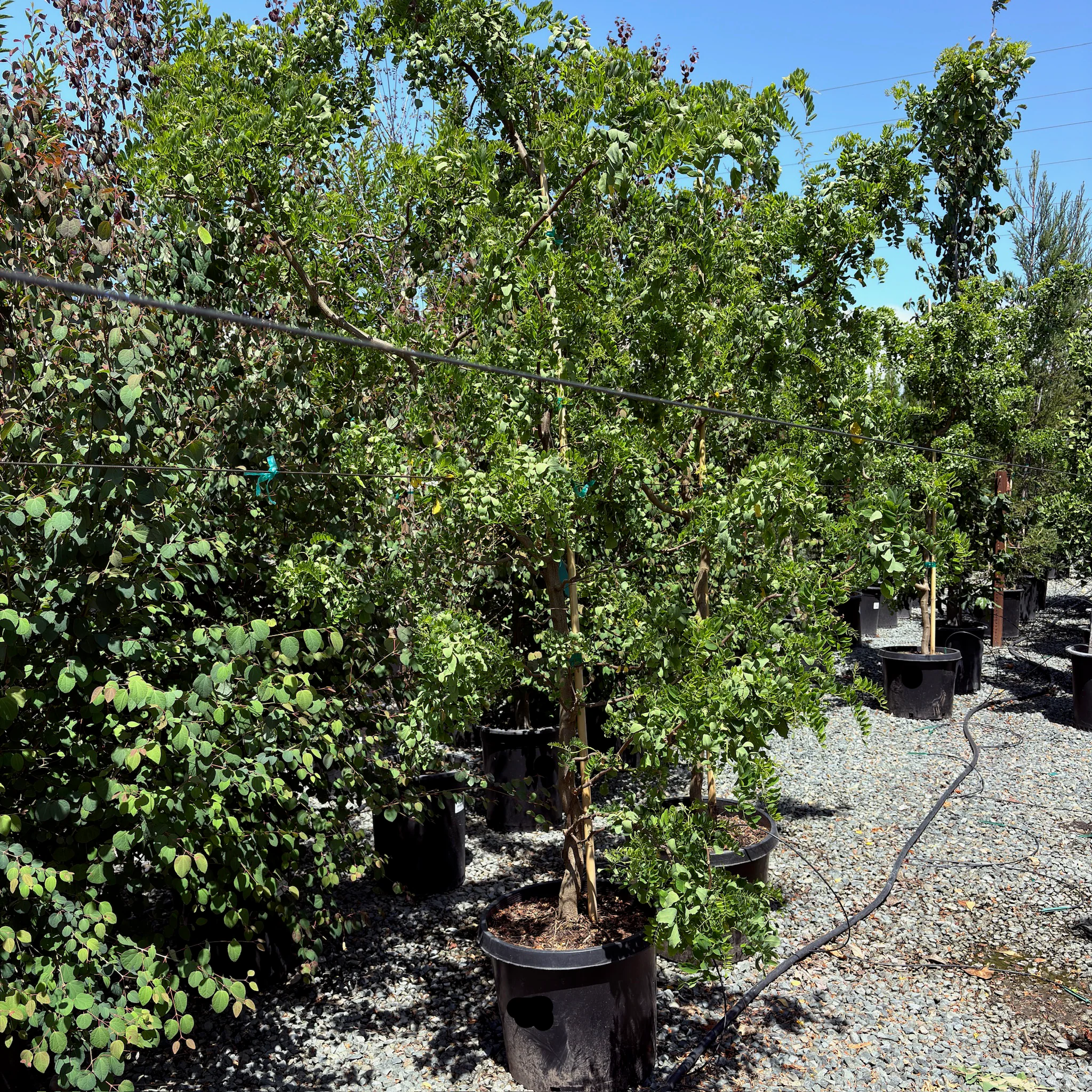 Twisty Baby Dwarf Black Locust - Image 2