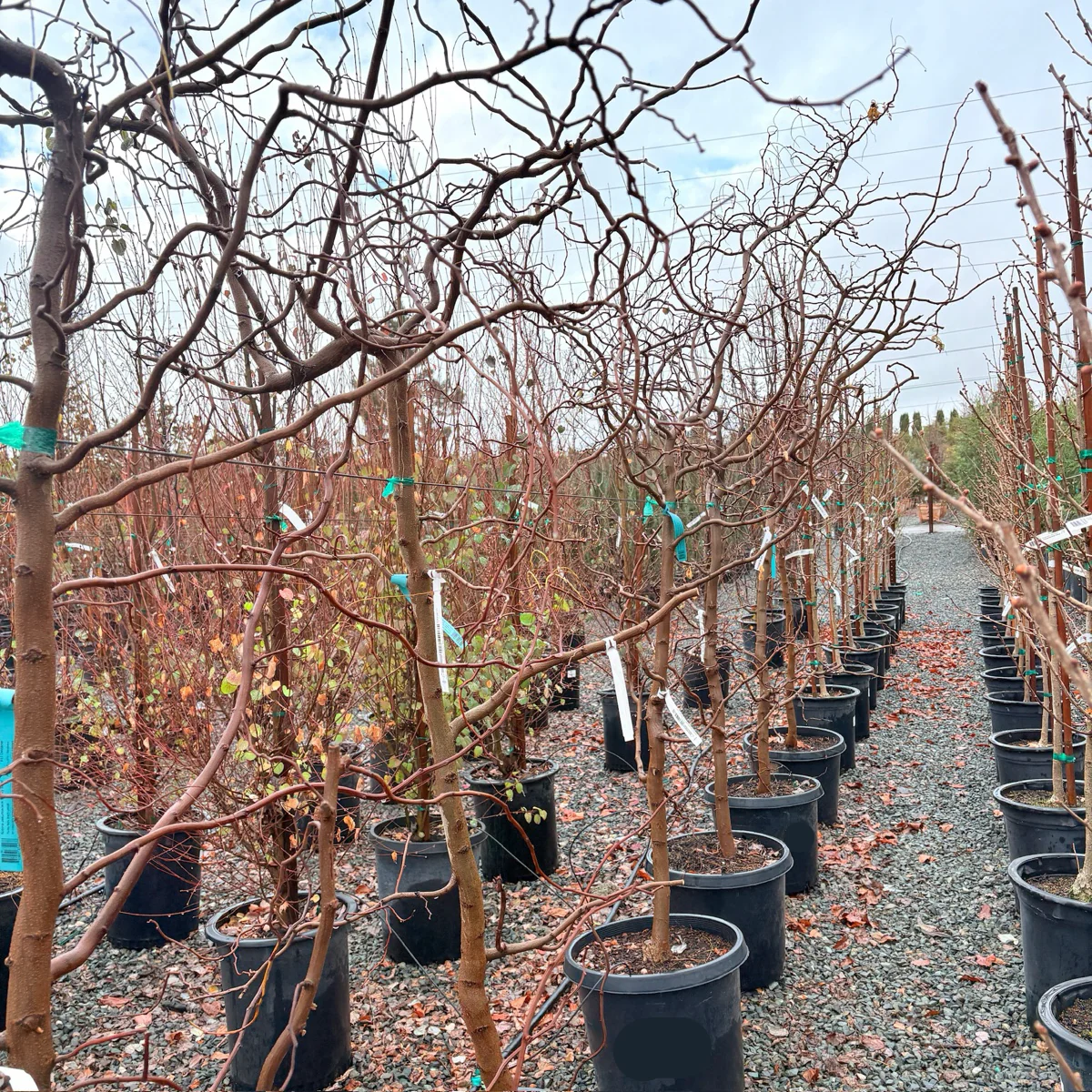 Twisty Baby Dwarf Black Locust - Image 3
