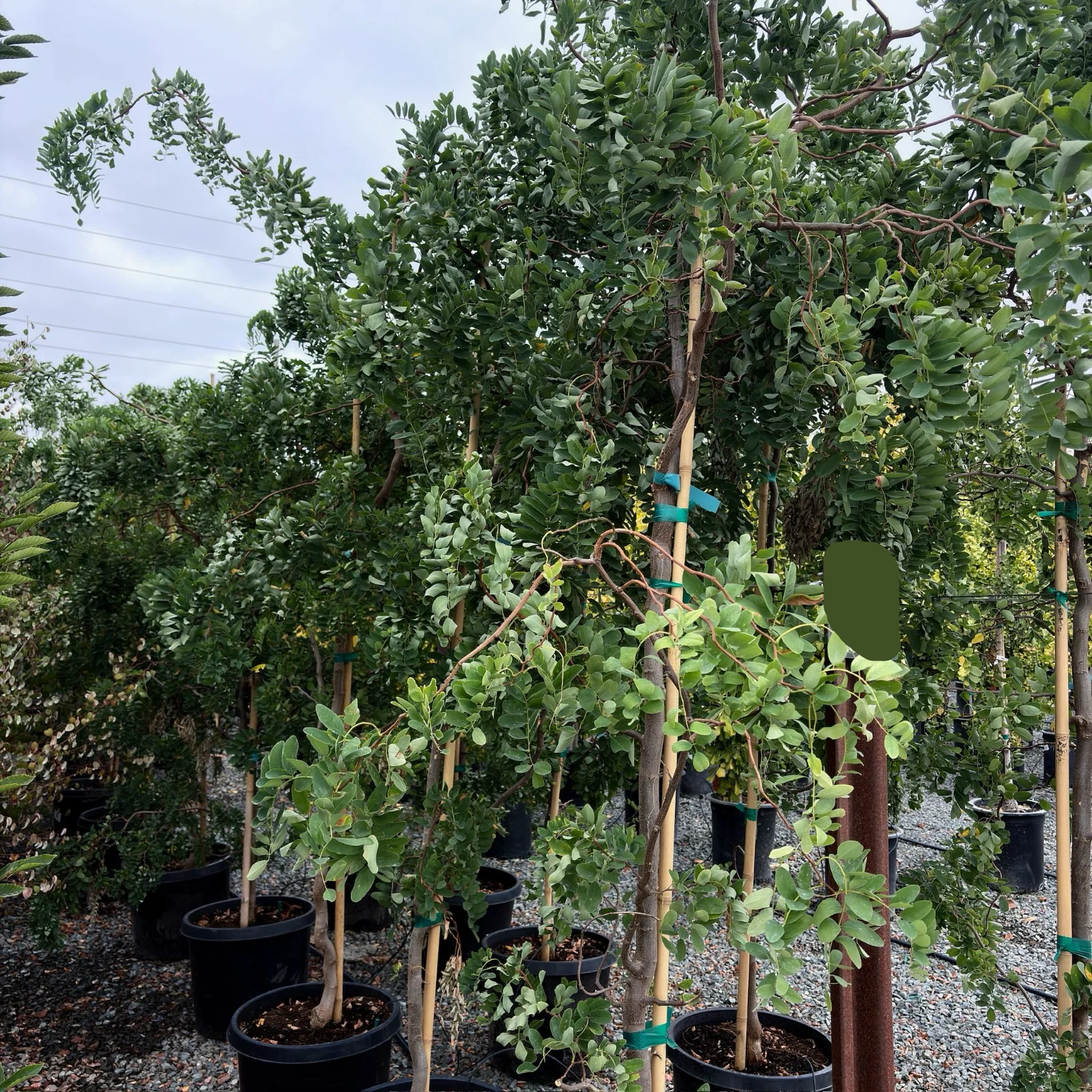 Twisty Baby Dwarf Black Locust - Image 1