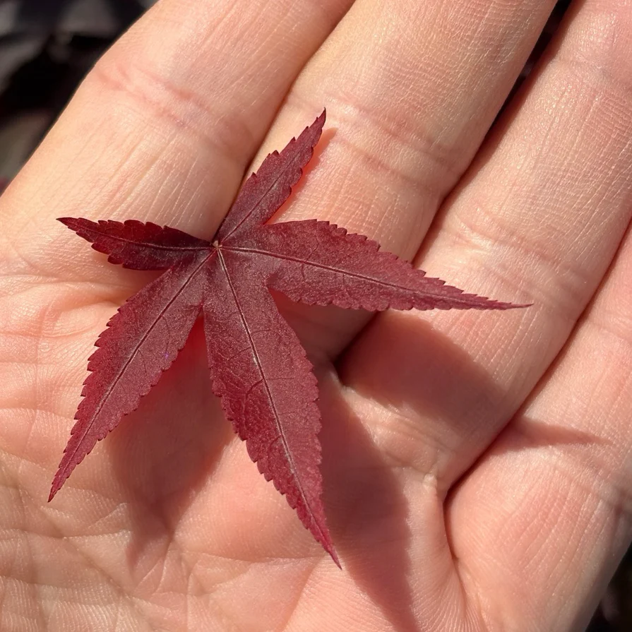 Twombly's Red Sentinel Japanese Maple - Image 1