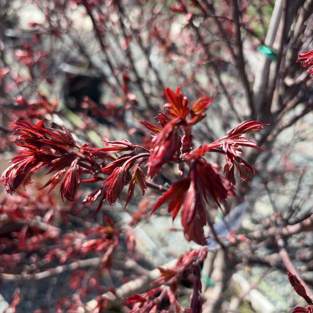 Twombly's Red Sentinel Japanese Maple - Image 3