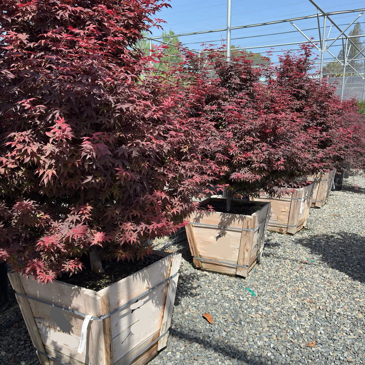 Twombly's Red Sentinel Japanese Maple - Image 2