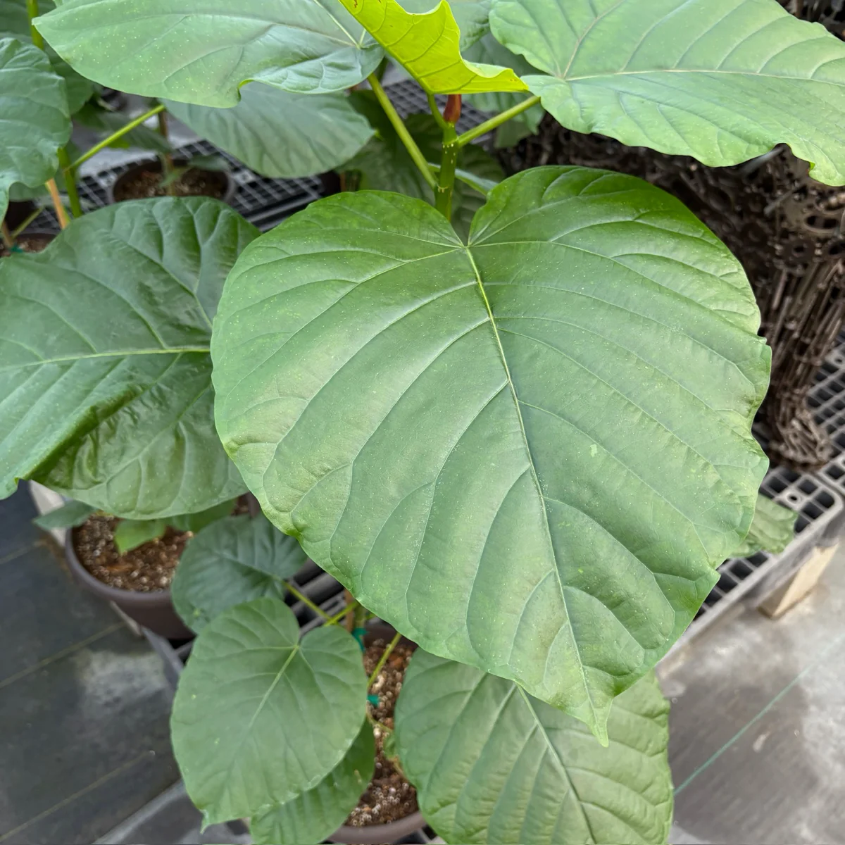 Umbrella Fig - Image 2