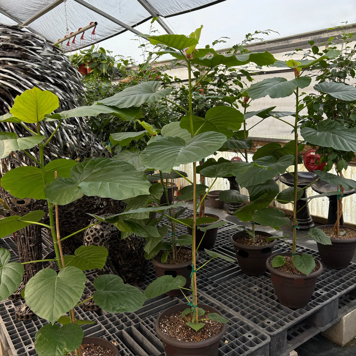 Umbrella Fig - Image 3