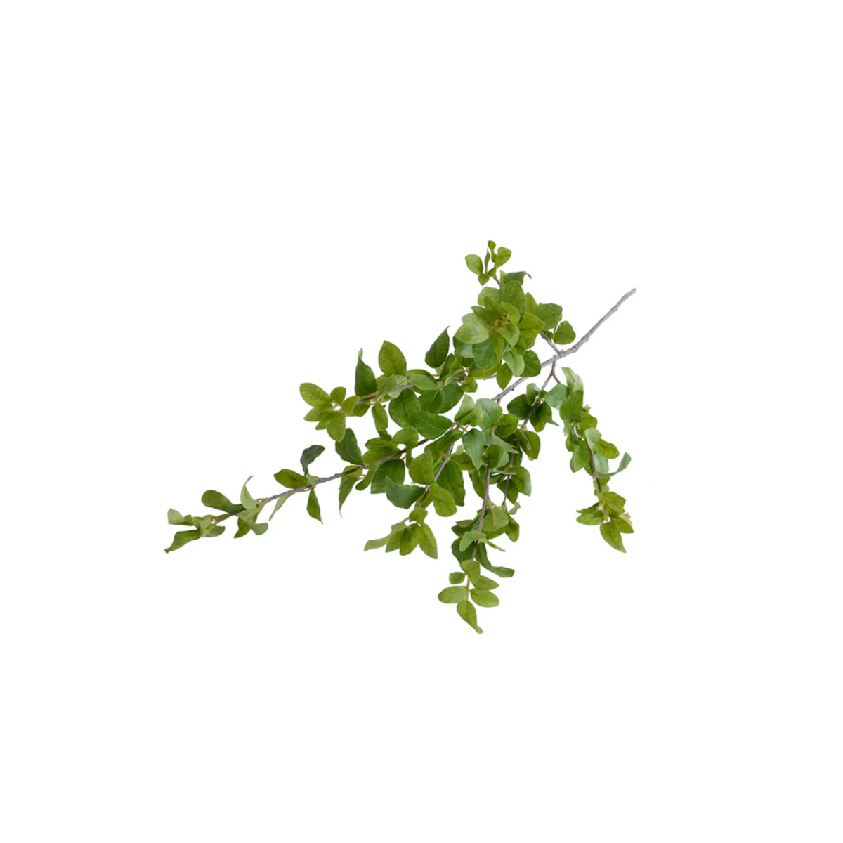 Privet Foliage Spray - Image 1