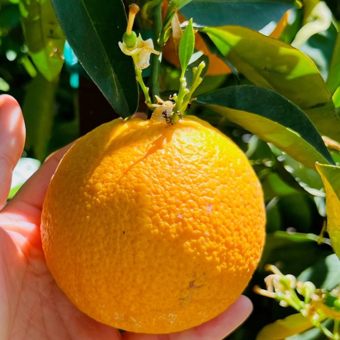 Valencia Orange