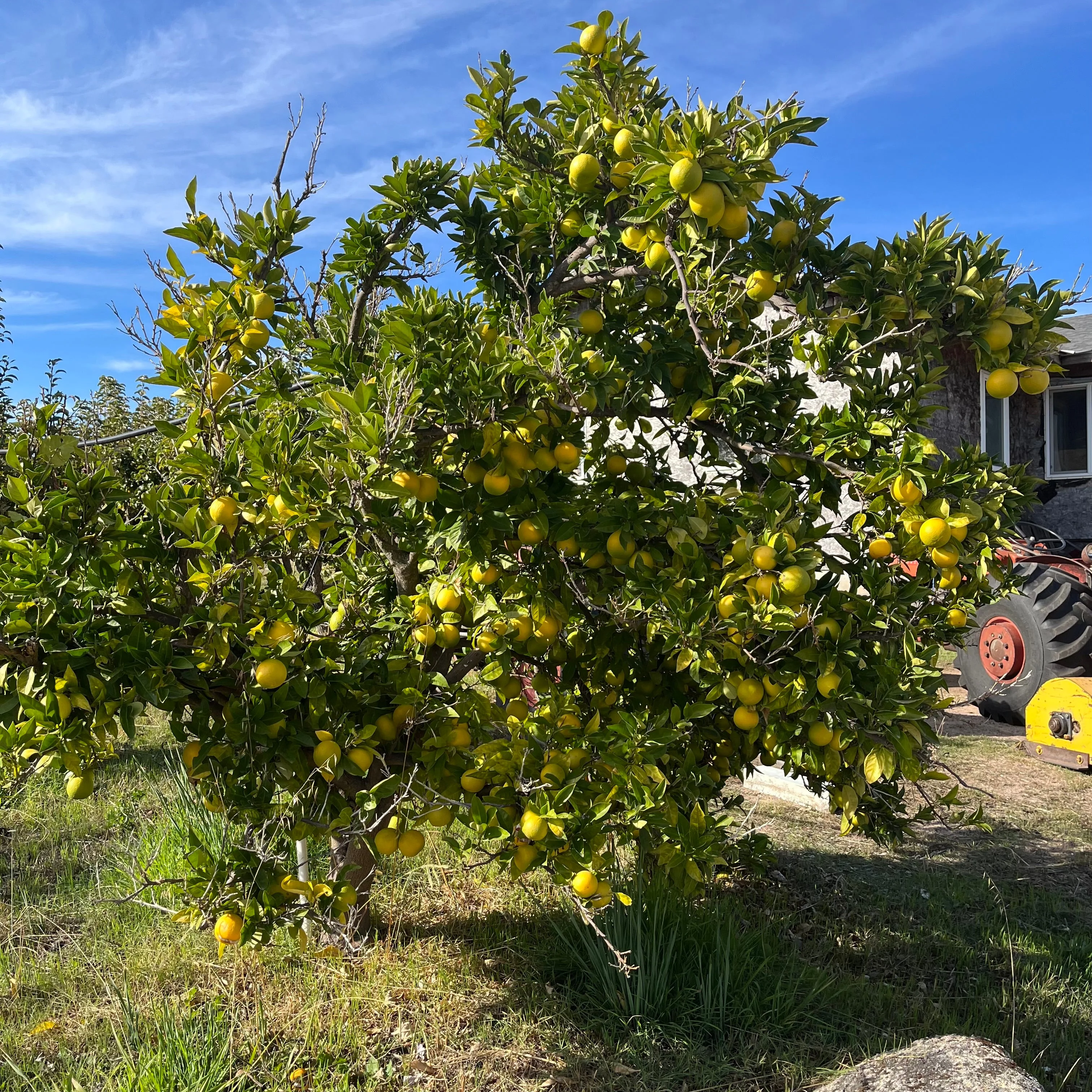 Valencia Orange - Image 2