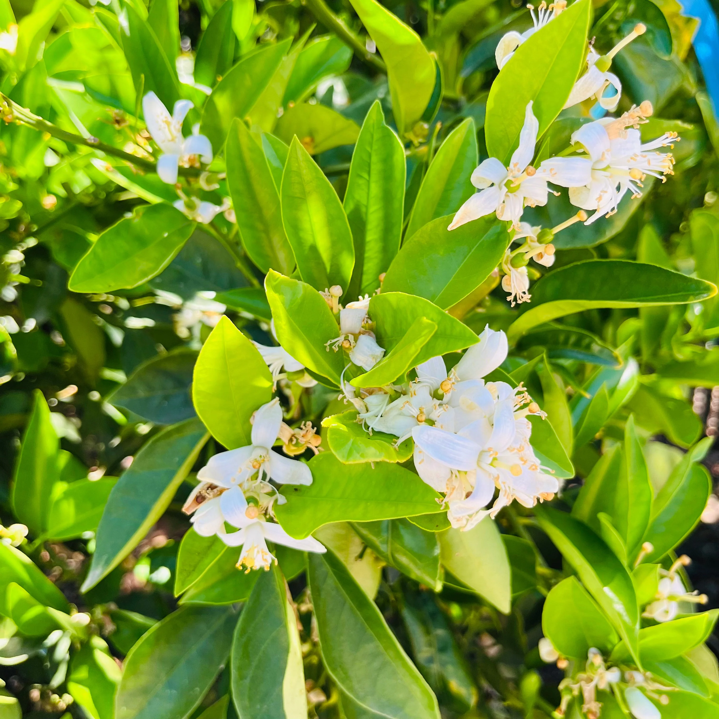 Valencia Orange - Image 3