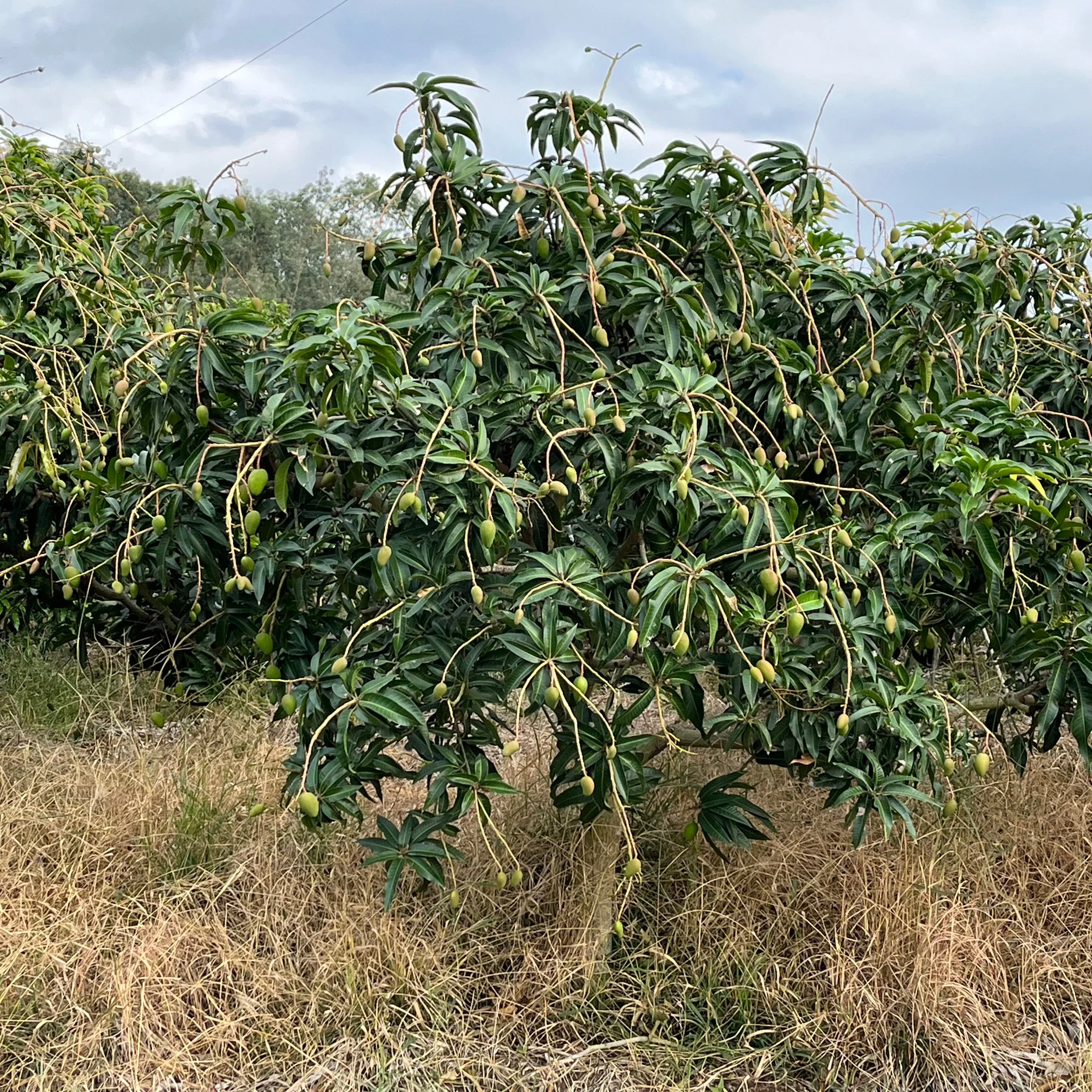 Carboa Philippine Mango