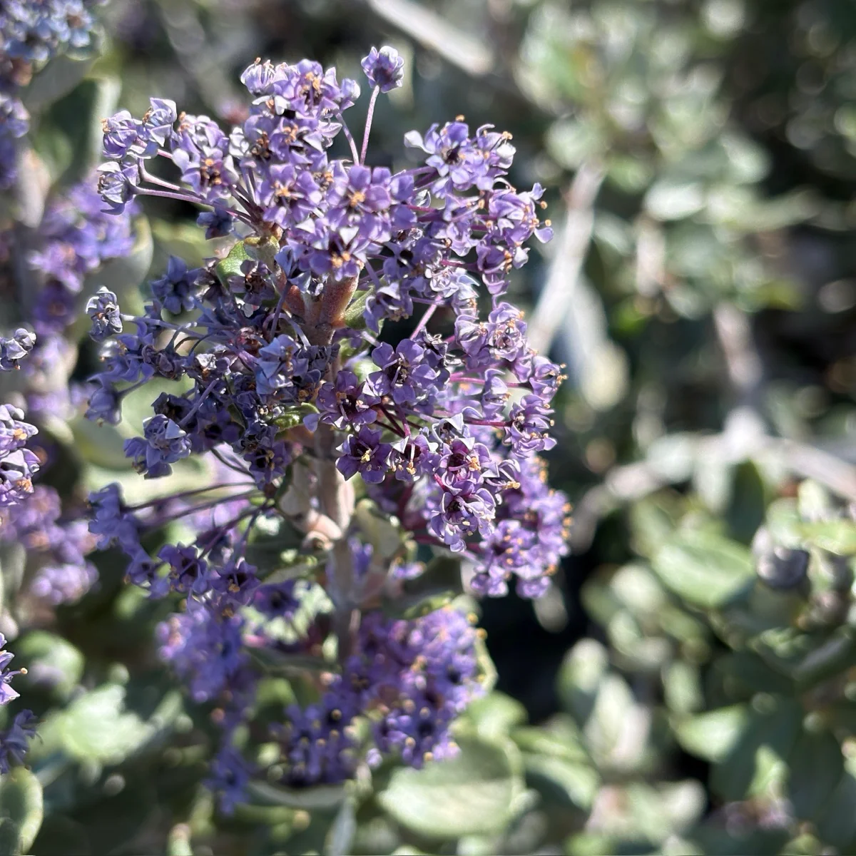Valley Violet California Lilac