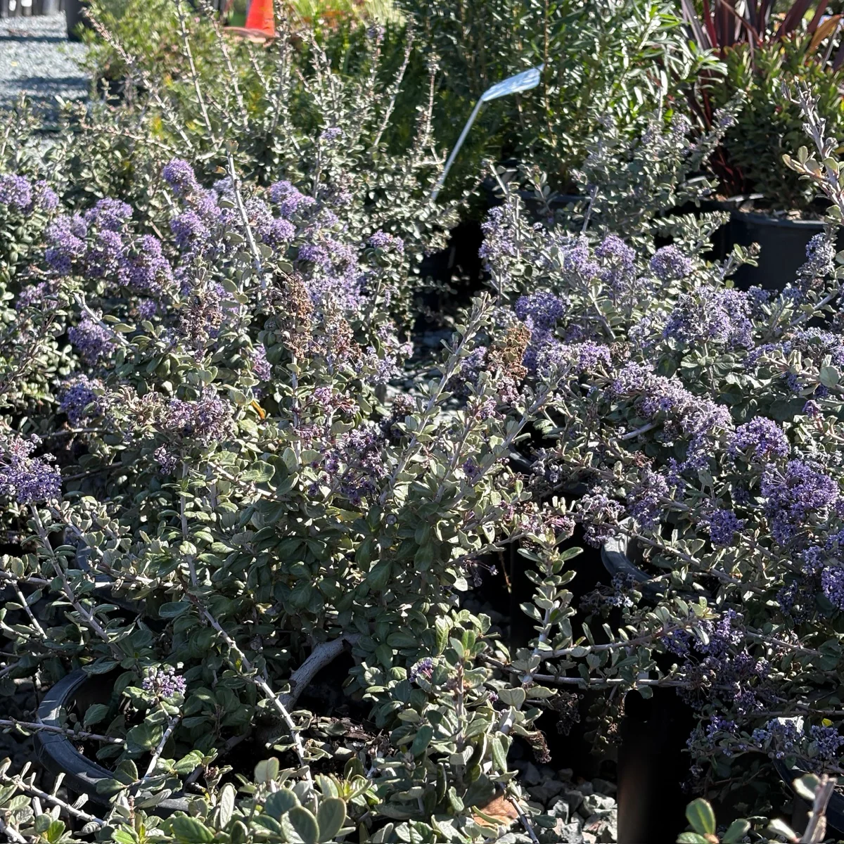 Valley Violet California Lilac - Image 2