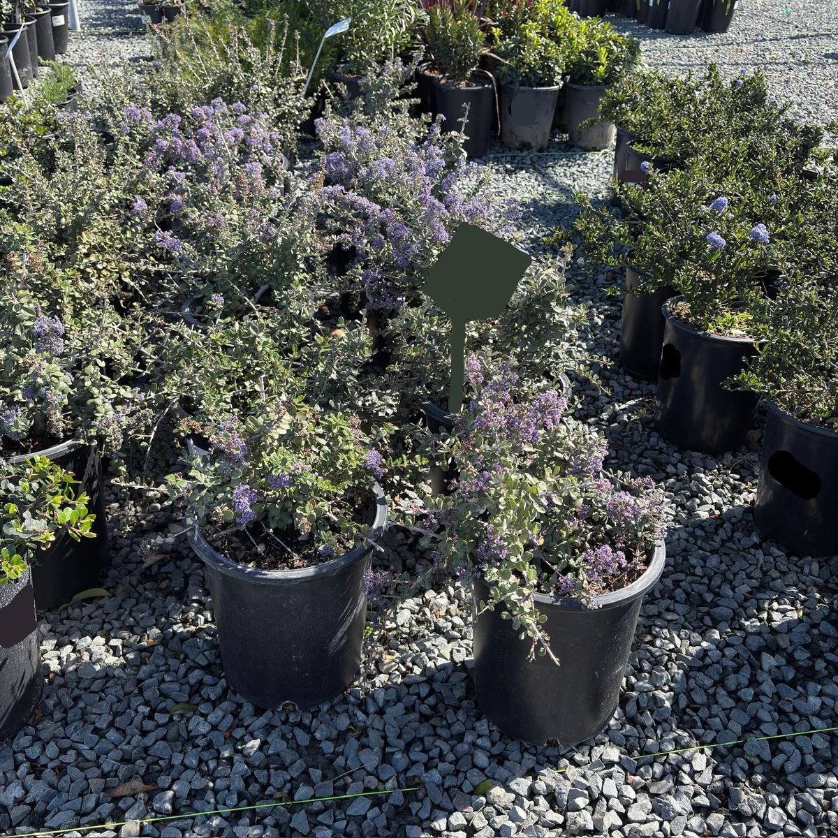 Valley Violet California Lilac - Image 3