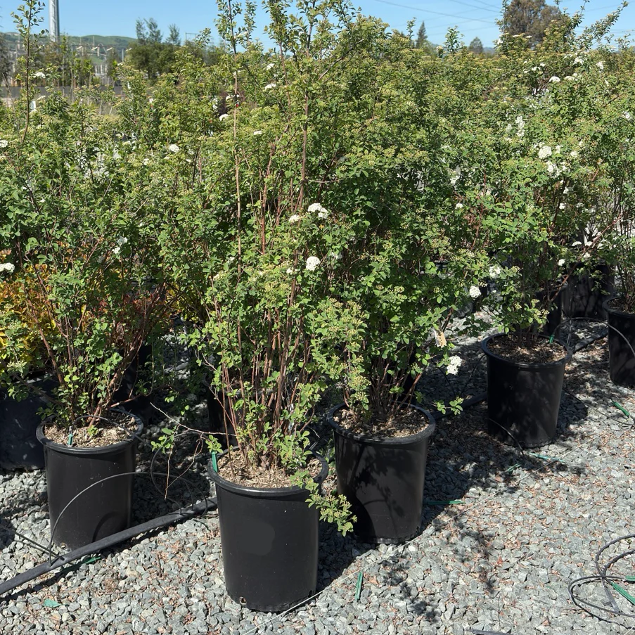 Van Houtte’s Spirea