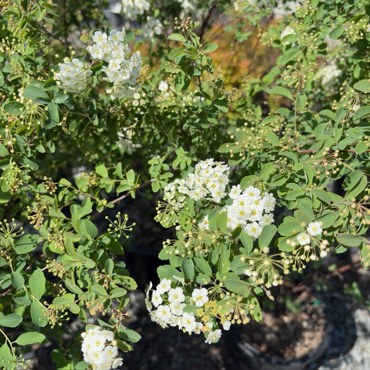 Van Houtte's Spirea - Image 2