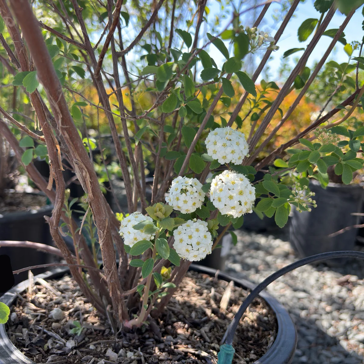 Van Houtte's Spirea - Image 3