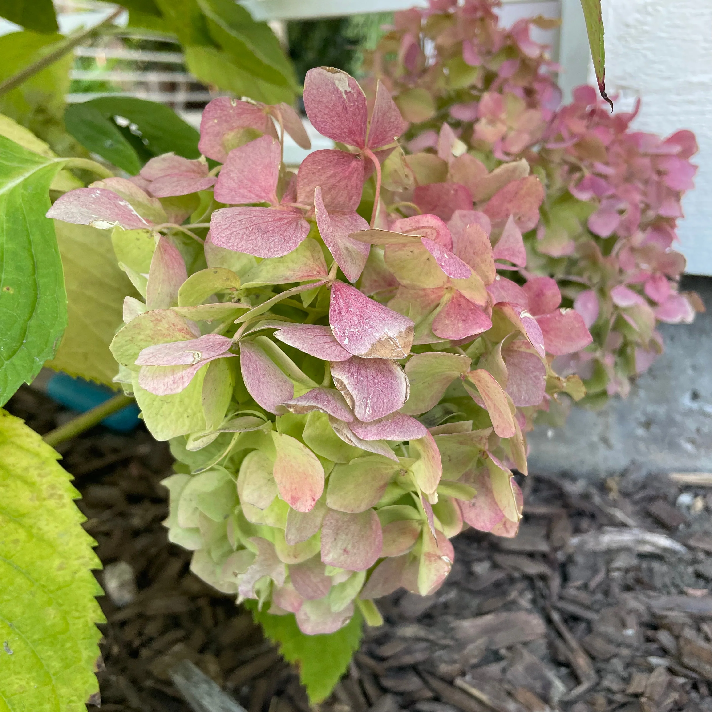Vanilla Strawberry FE Hydrangea - Image 3
