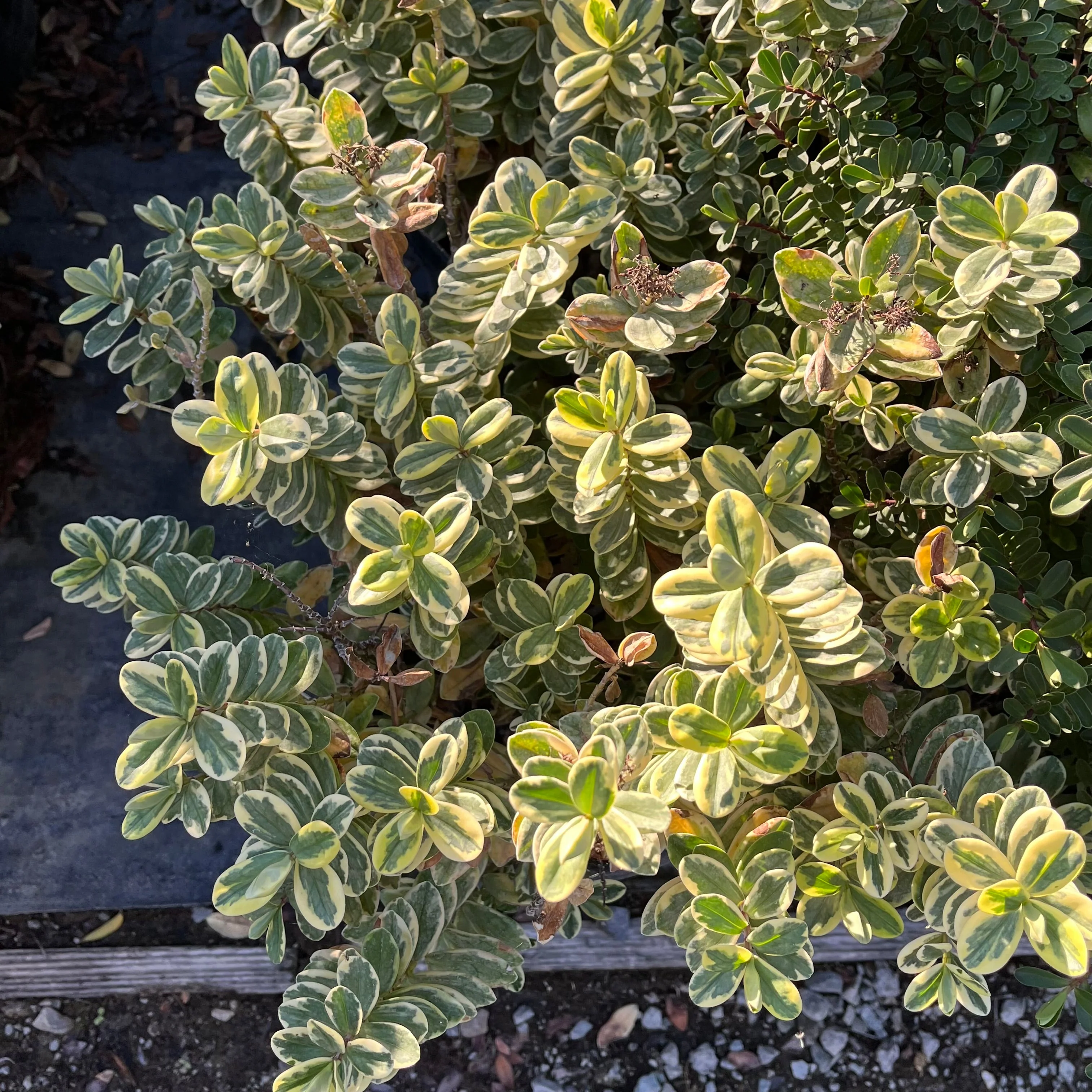 Variegata Hebe - Image 1