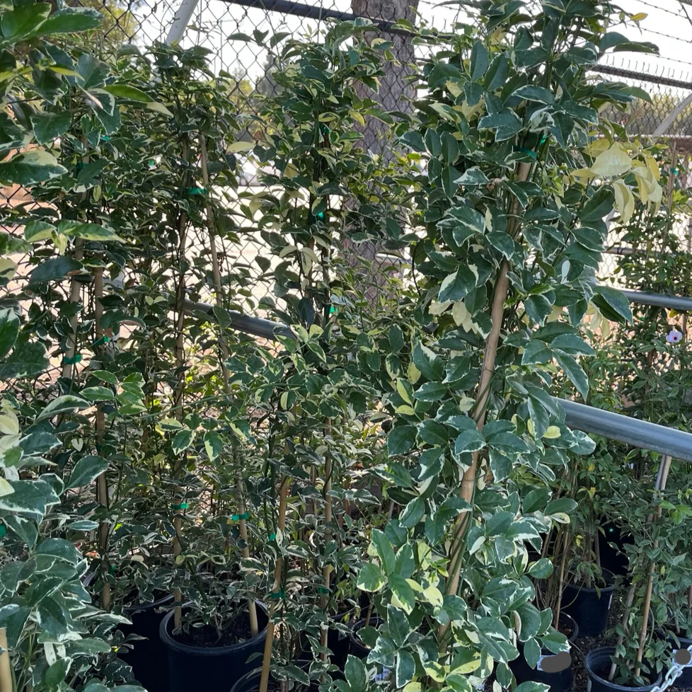 Variegated Bower Vine - Image 1