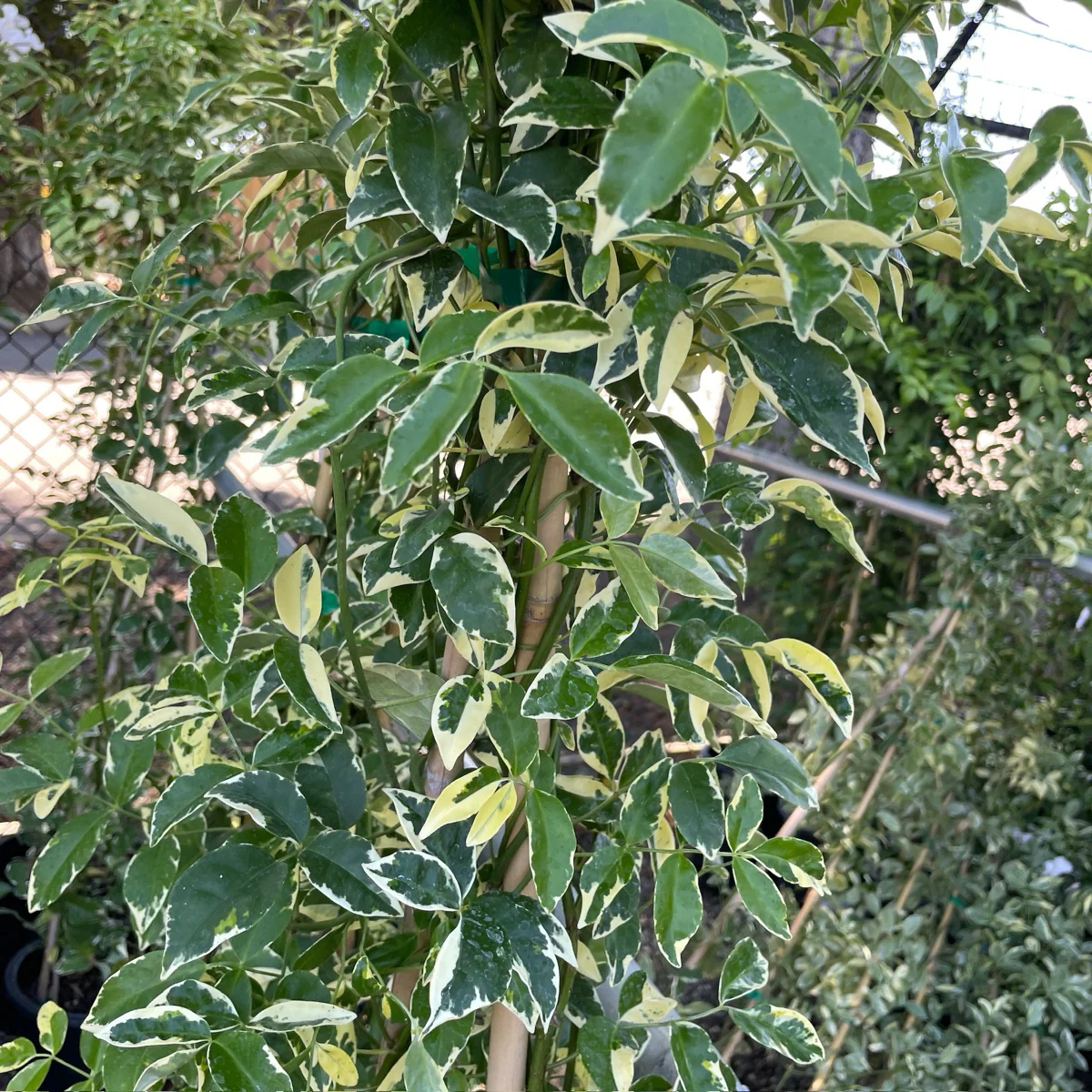 Variegated Bower Vine - Image 2