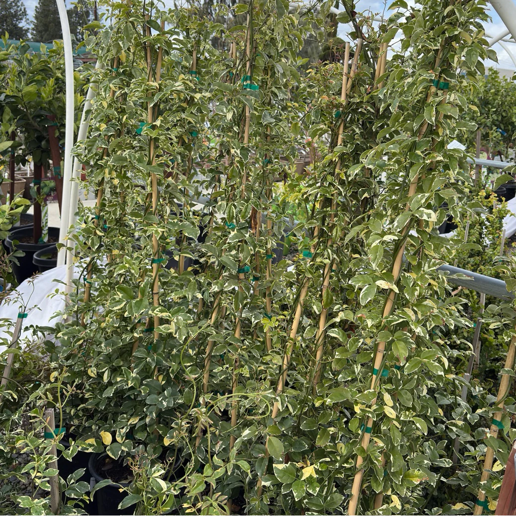 Variegated Bower Vine - Image 3