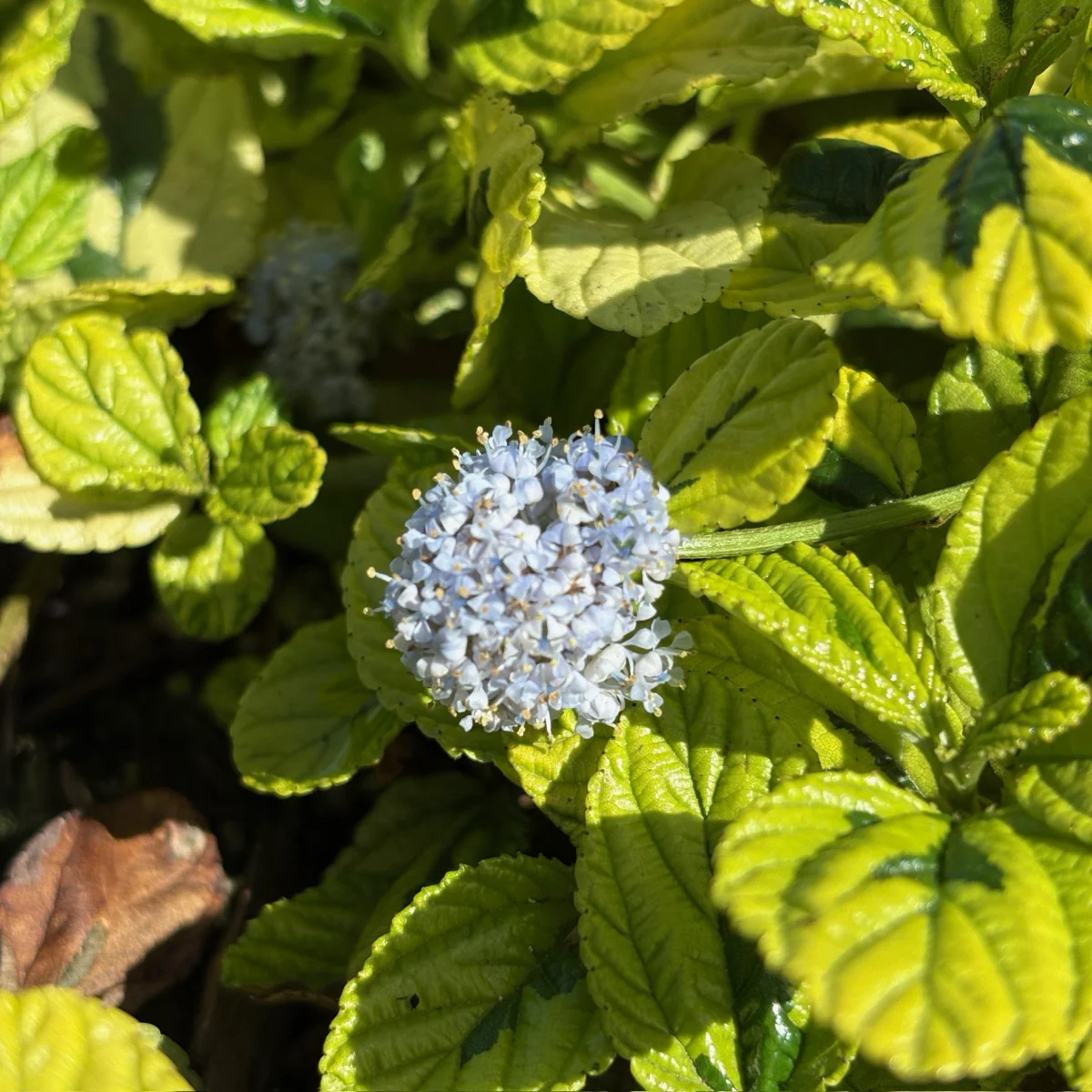 Variegated Carmel Creeper California Lilac - Image 1