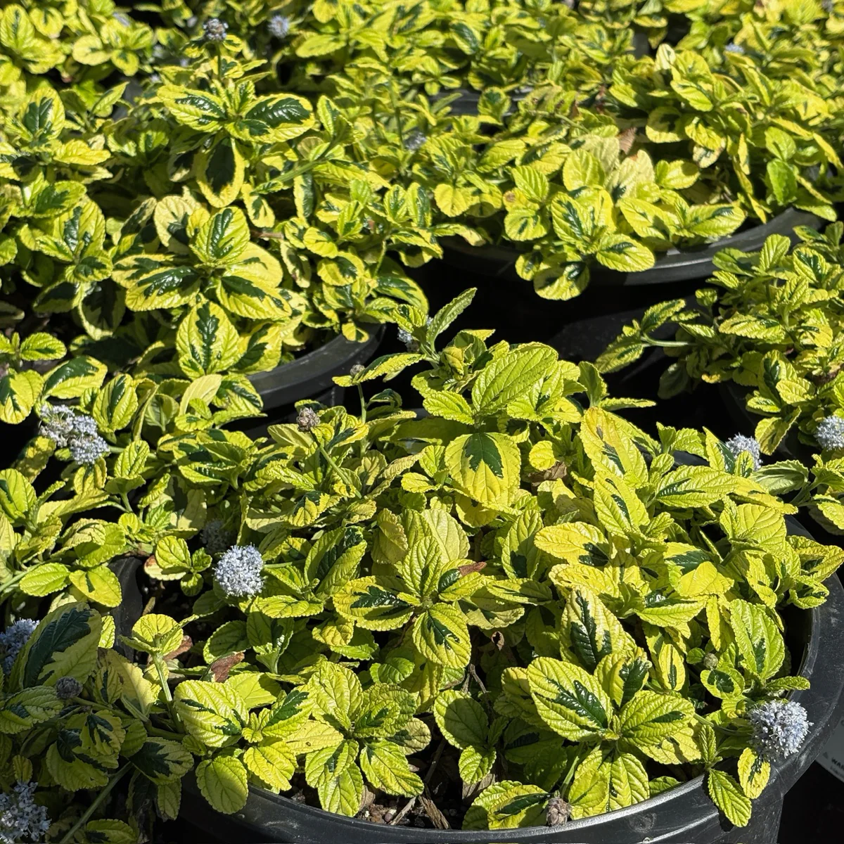 Variegated Carmel Creeper California Lilac - Image 2