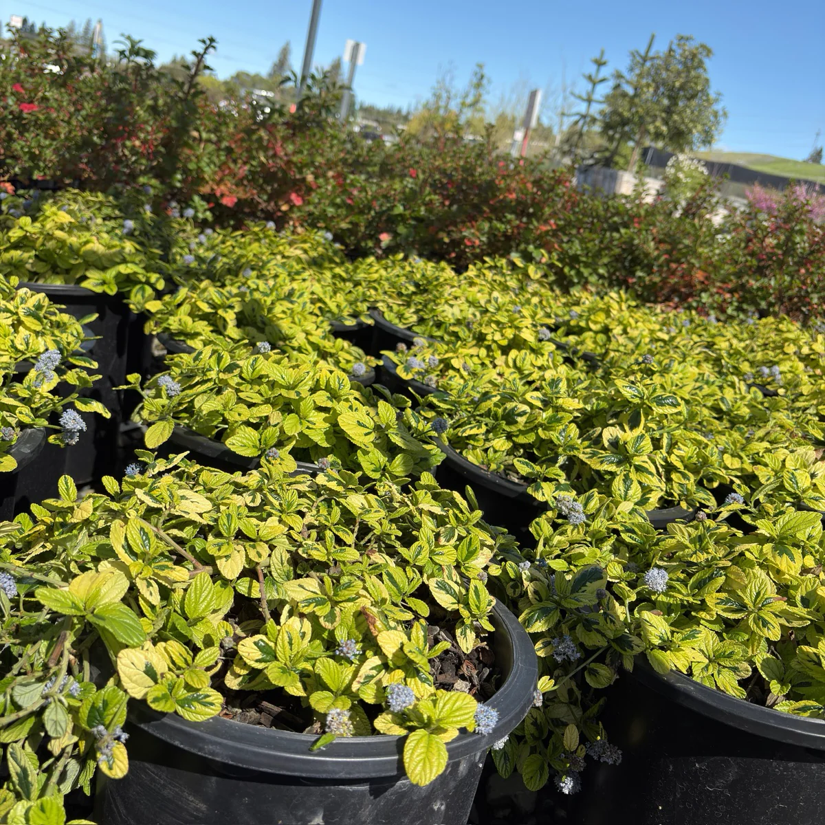 Variegated Carmel Creeper California Lilac - Image 3