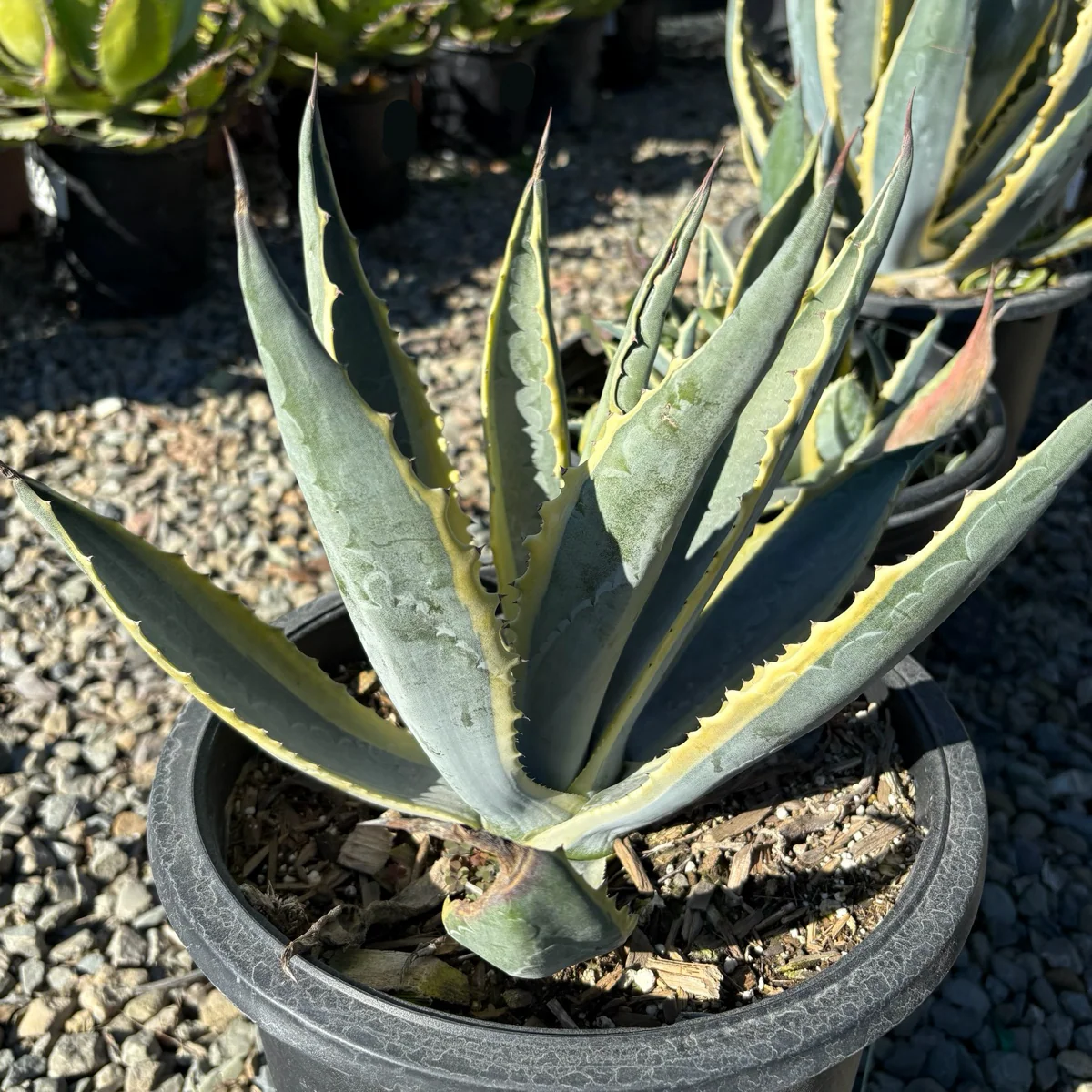 Variegated Century Plant - Image 1