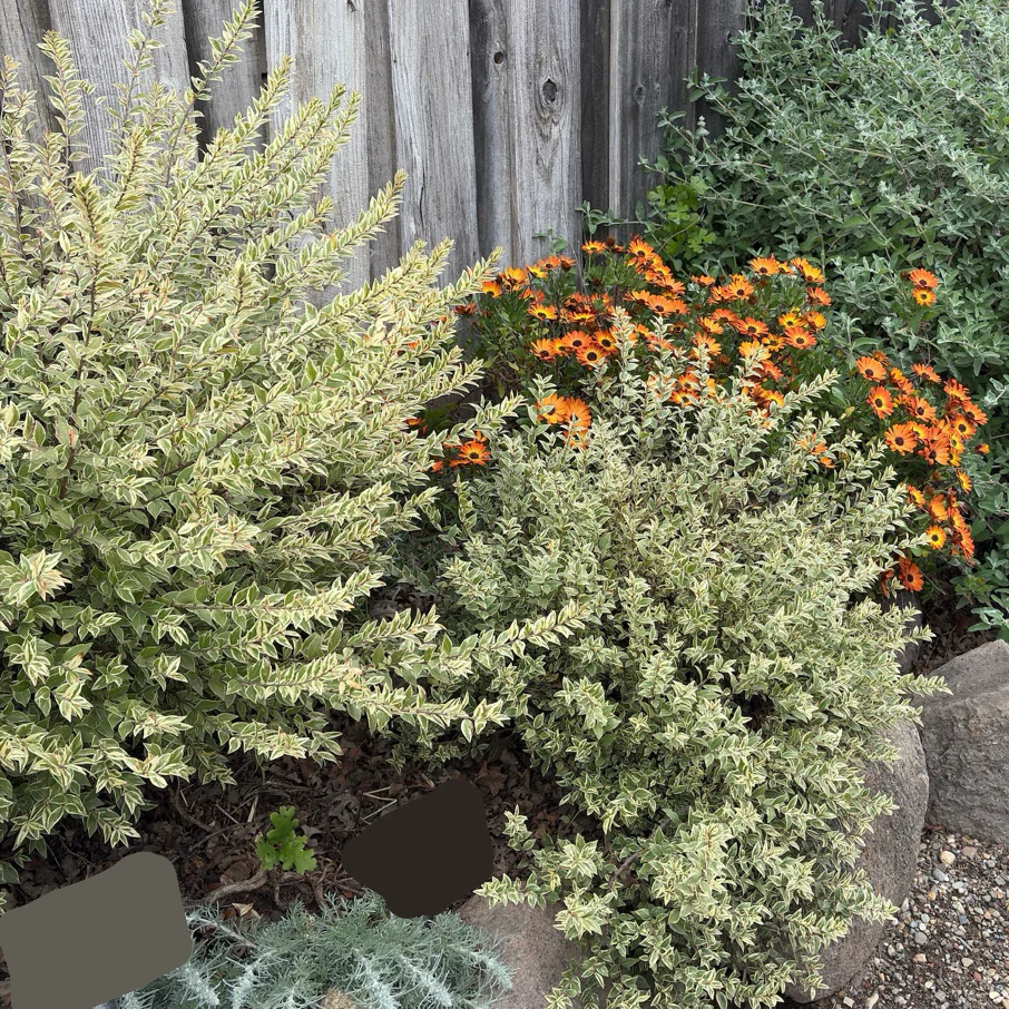 Variegated Common Myrtle - Image 1