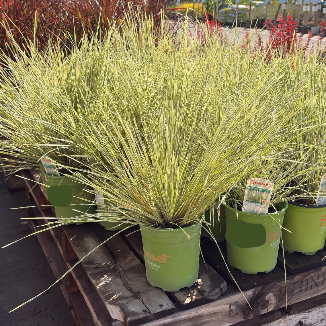 Variegated Dwarf Mat Rush - Image 1