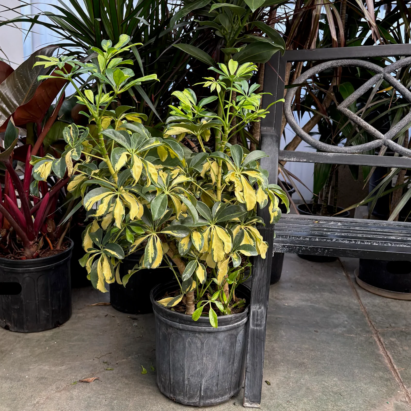 Variegated Dwarf Umbrella Plant - Image 1