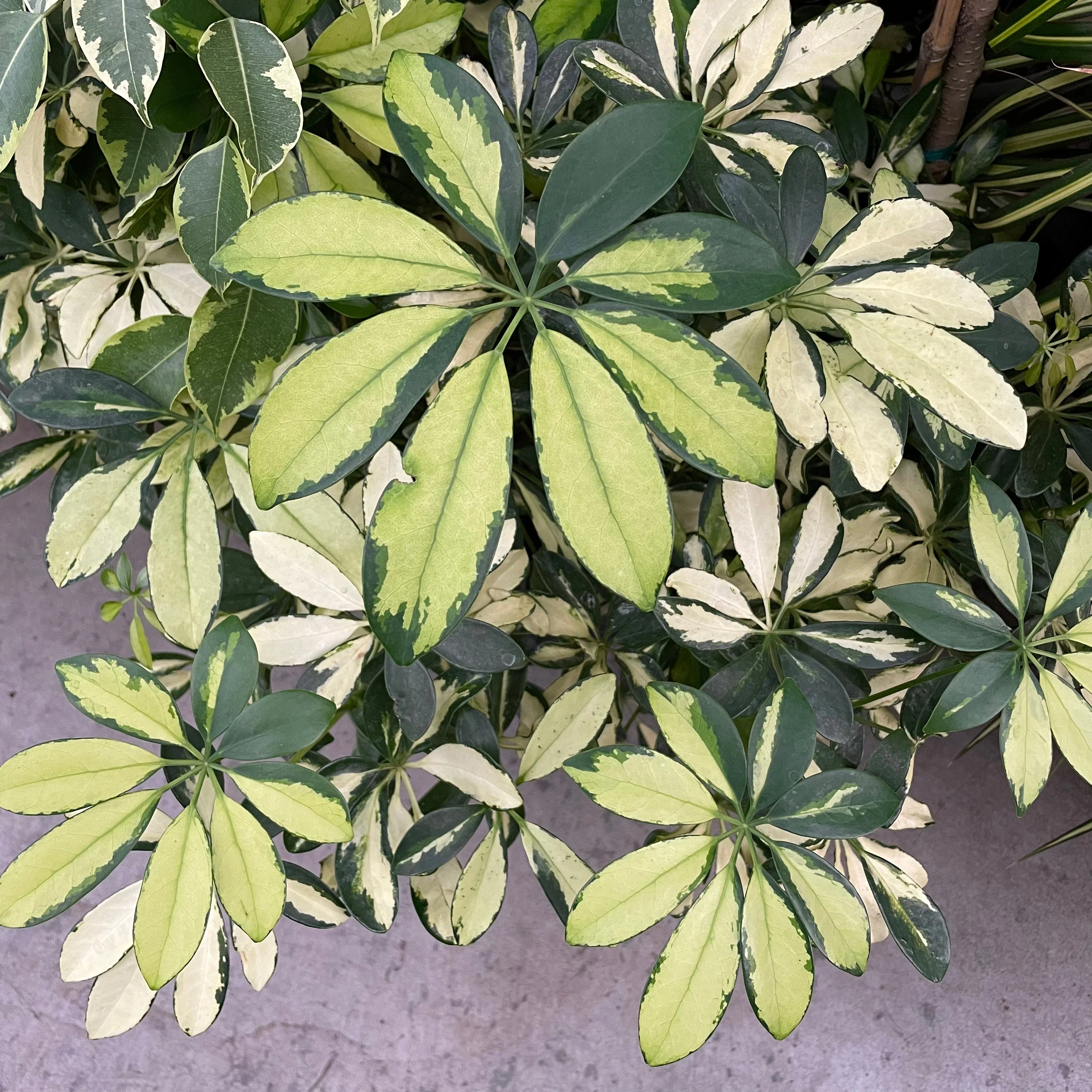 Variegated Dwarf Umbrella Plant - Image 2