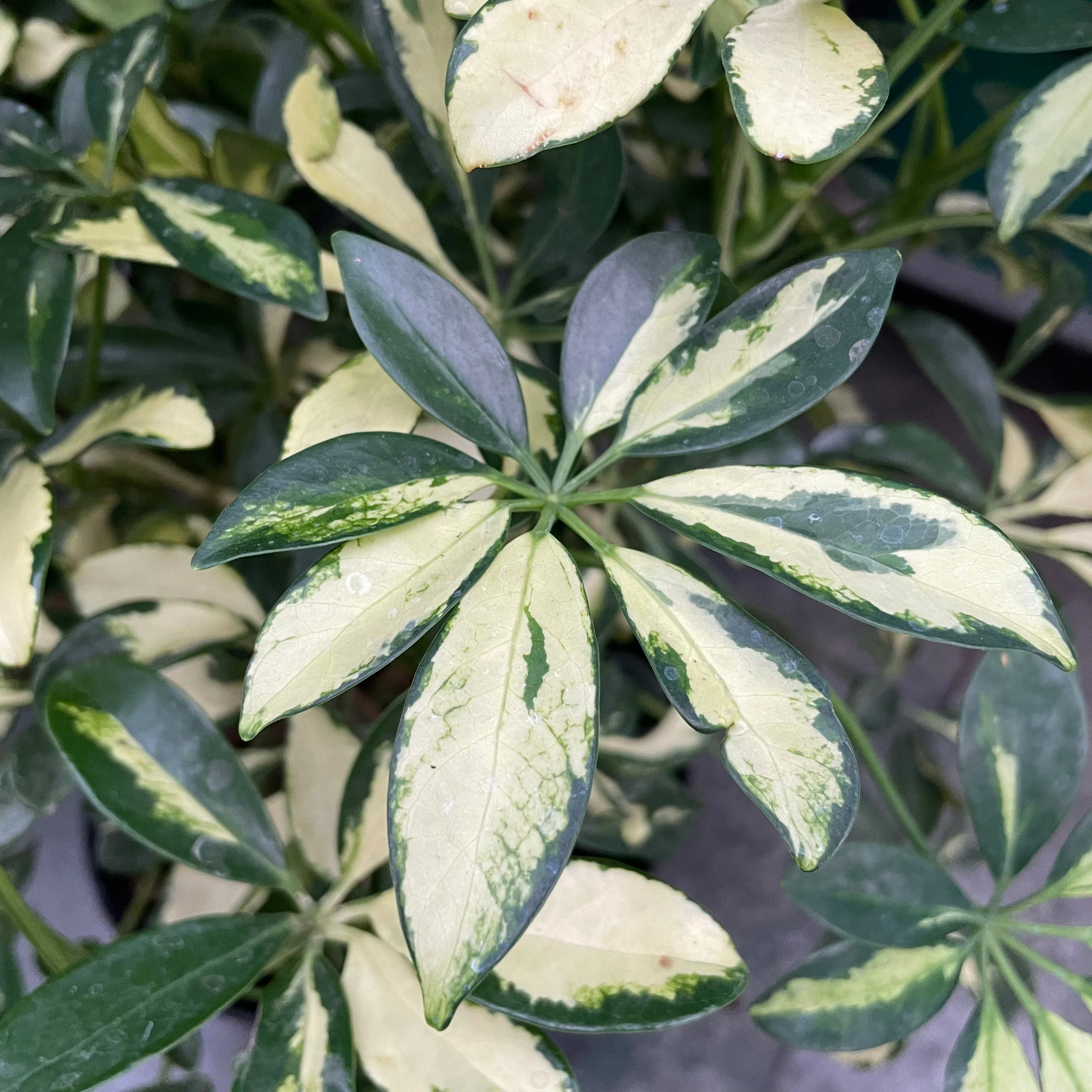 Variegated Dwarf Umbrella Plant - Image 3