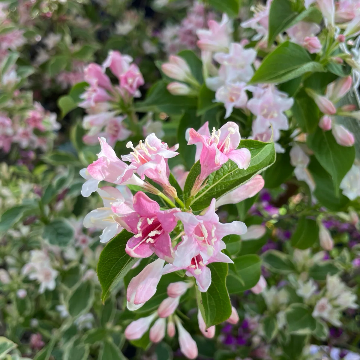 Variegated Dwarf Weigela - Image 1