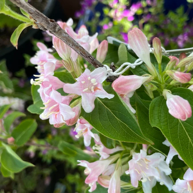 Variegated Dwarf Weigela - Image 2