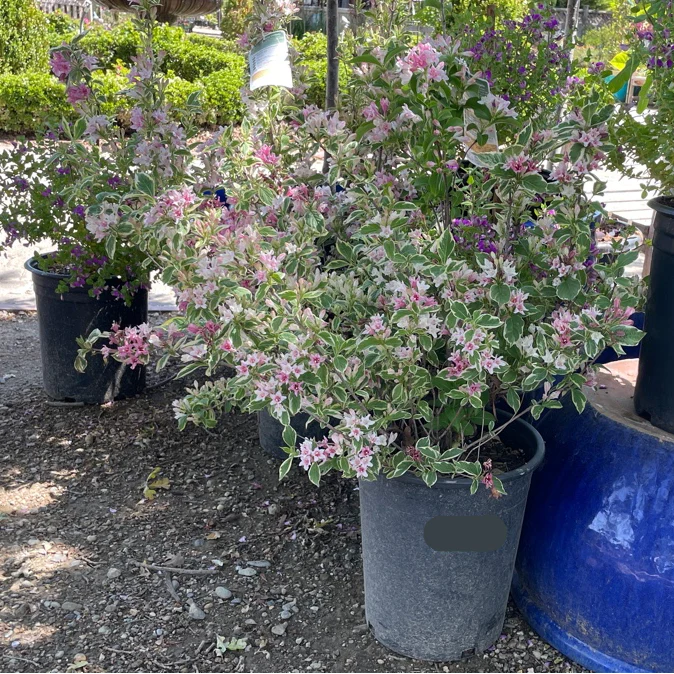 Variegated Dwarf Weigela - Image 3
