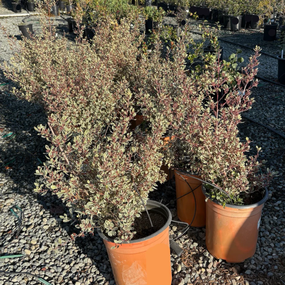 Variegated Italian Buckthorn - Image 3