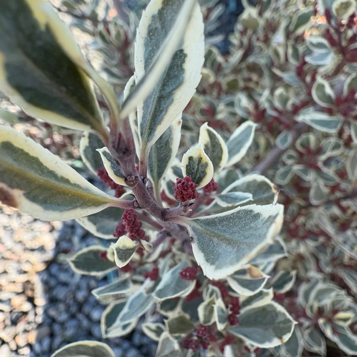 Variegated Italian Buckthorn - Image 2