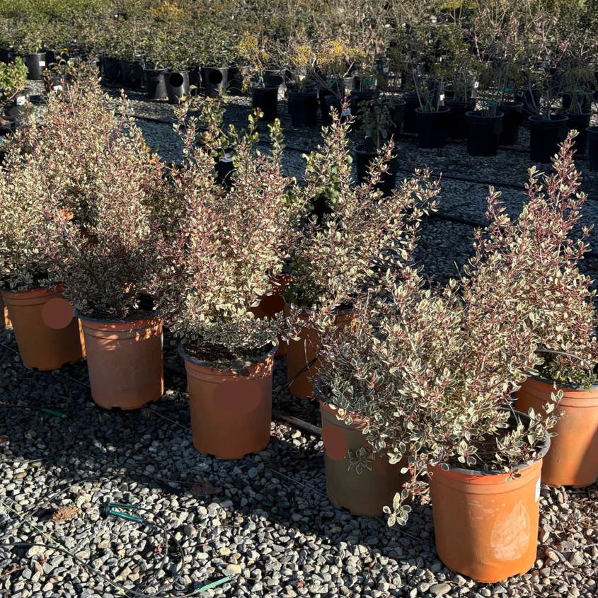 Variegated Italian Buckthorn - Image 1