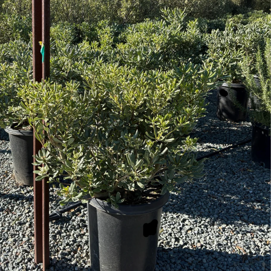 Variegated Japanese Mock Orange - Image 1