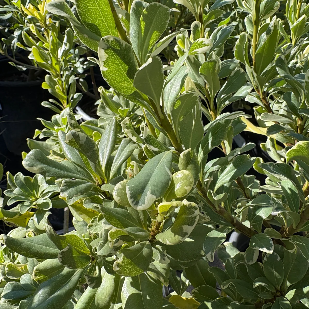 Variegated Japanese Mock Orange - Image 2