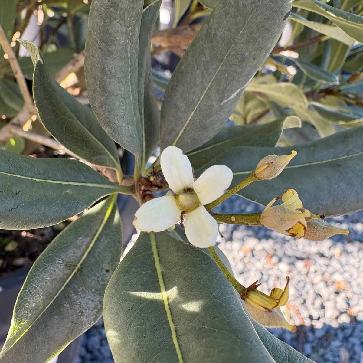 Variegated Japanese Mock Orange - Image 3