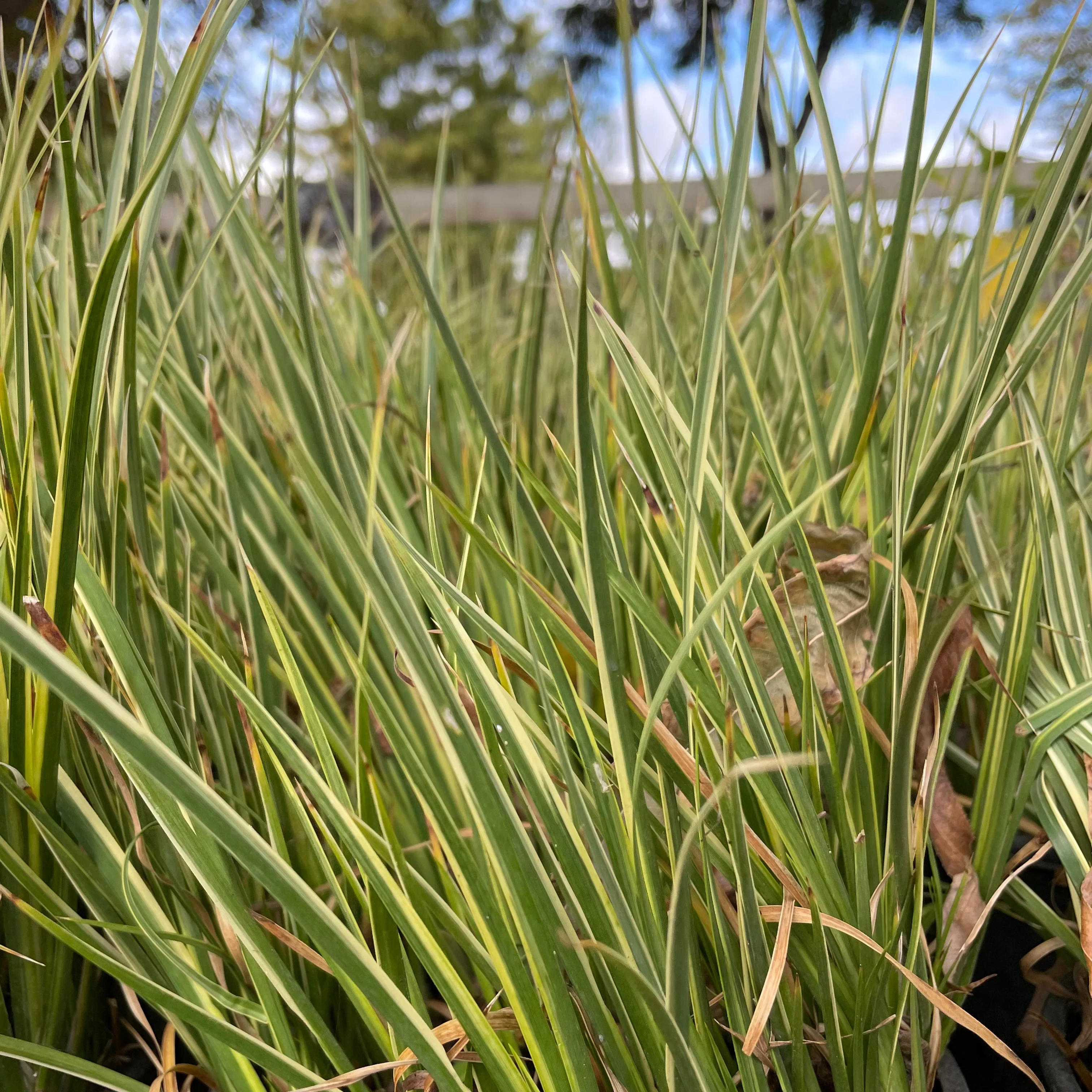 Variegated Japanese Sweet Flag - Image 1