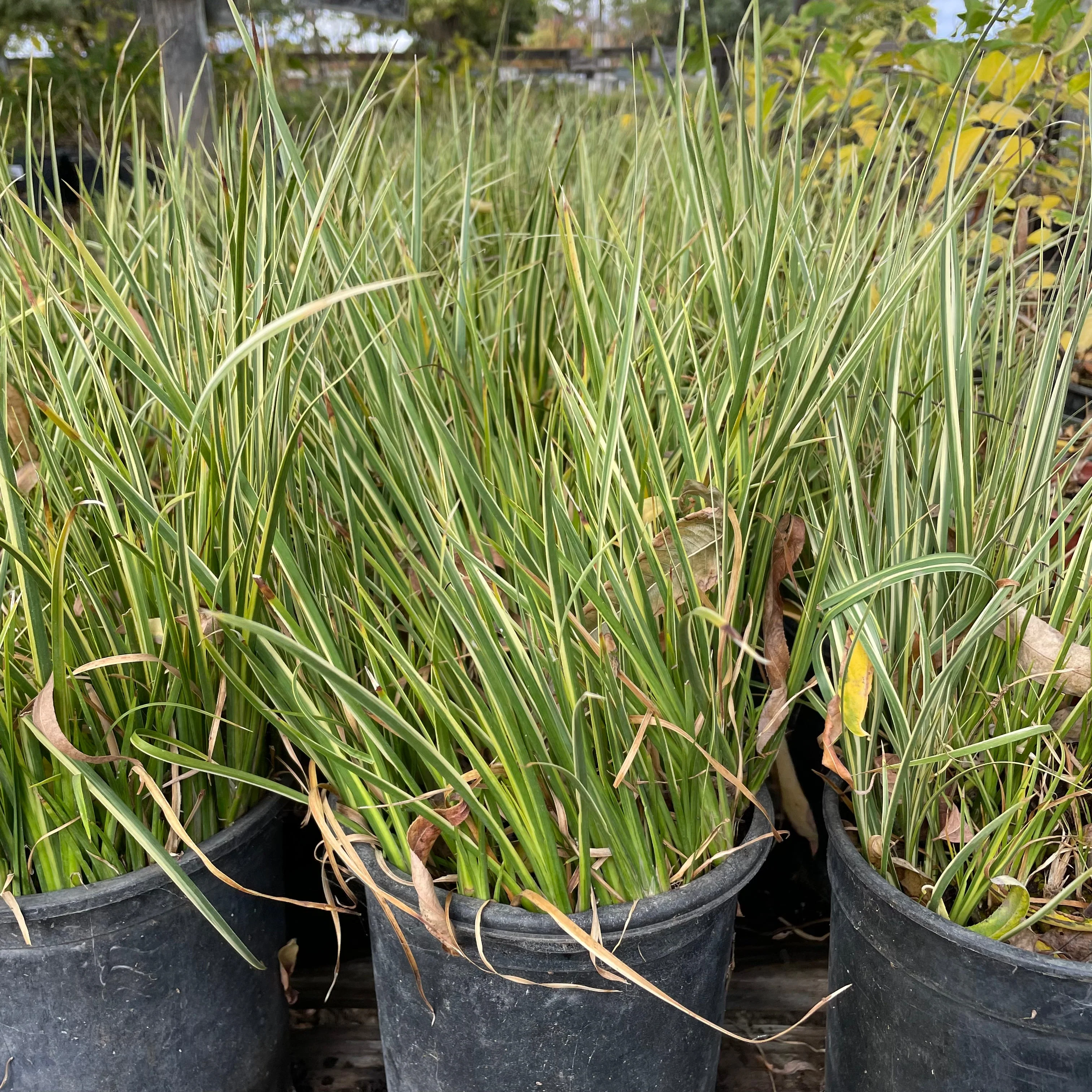 Variegated Japanese Sweet Flag - Image 2