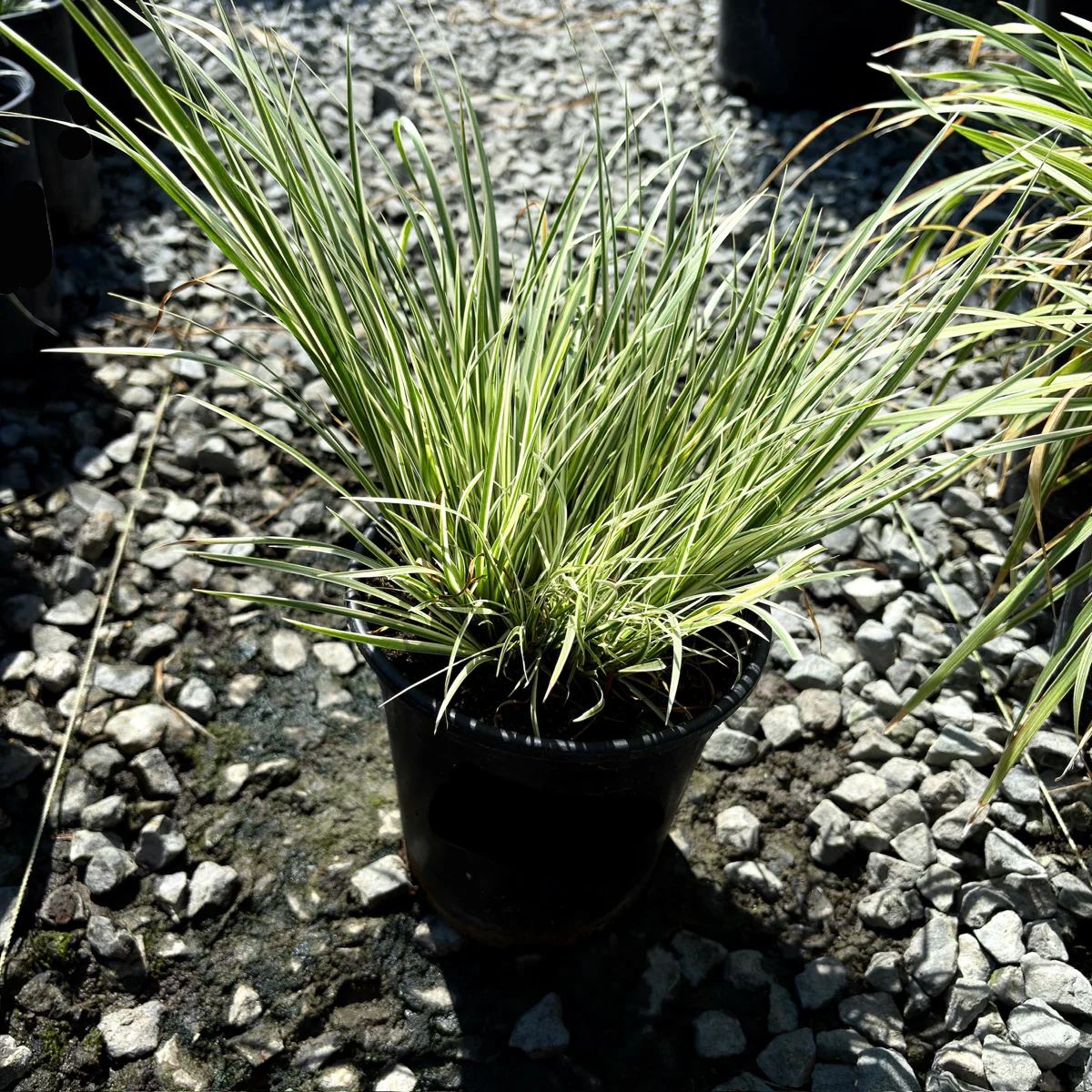 Variegated Japanese Sweet Flag - Image 3