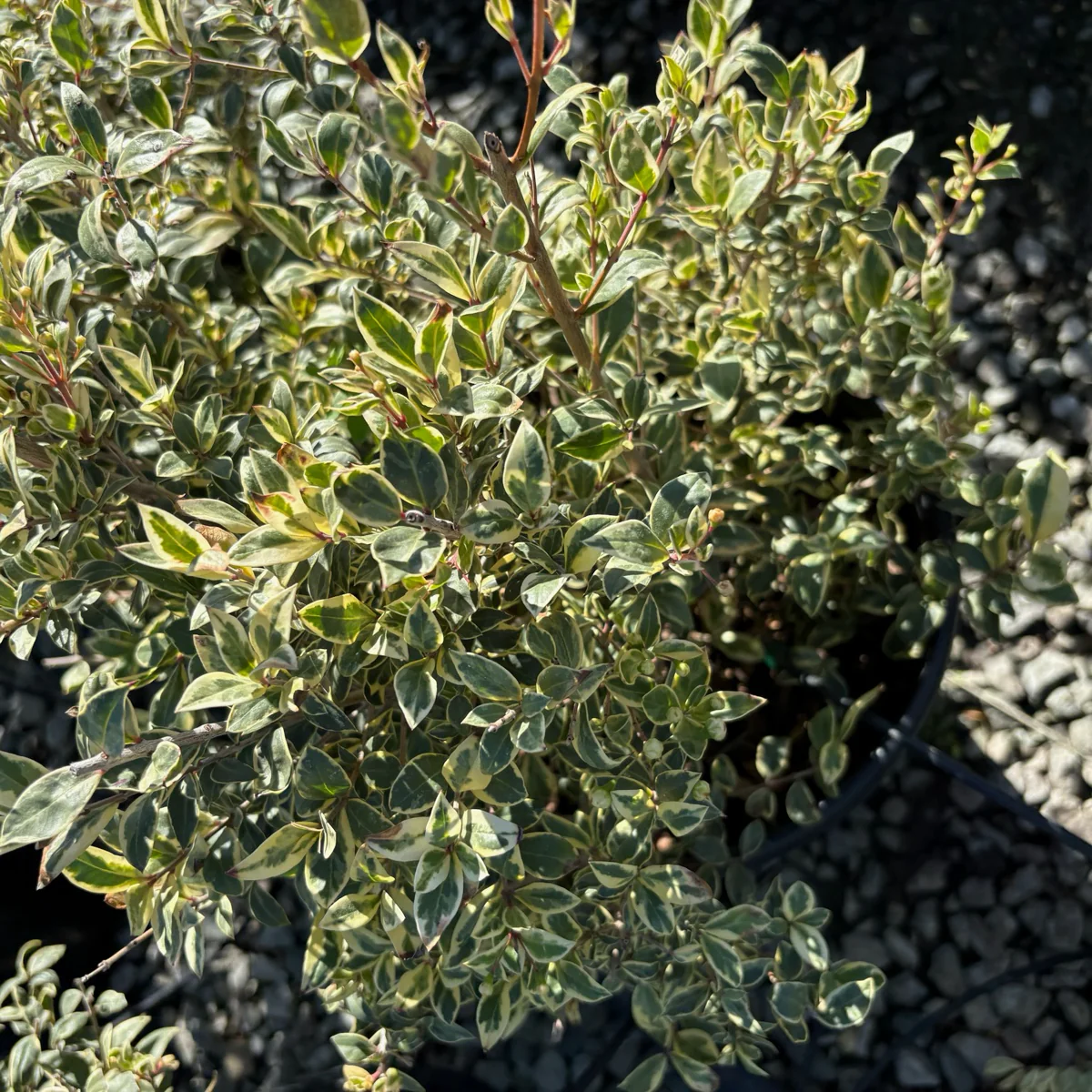 Variegated Common Myrtle - Image 2