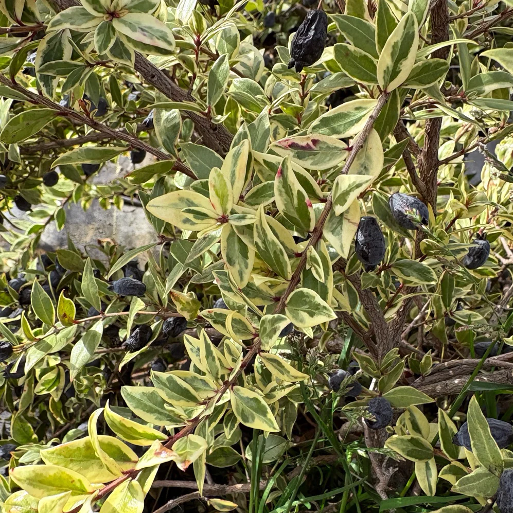 Variegated Common Myrtle - Image 3