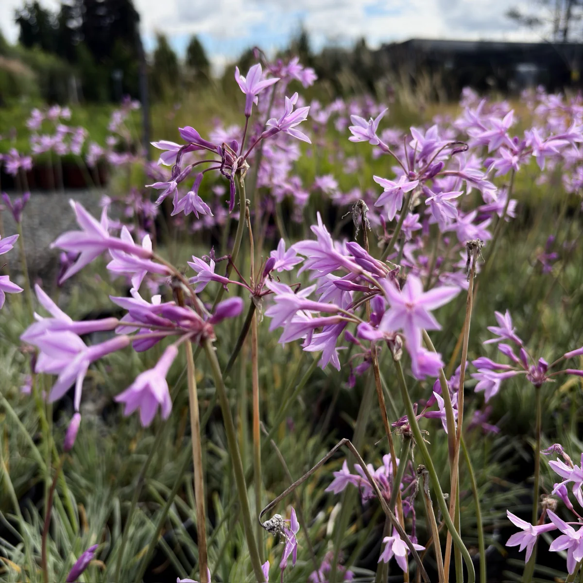 Variegated Society Garlic - Image 1